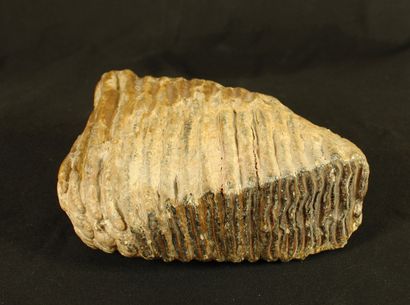  Molaire de mammouth fossile : Eléphas primigenius...