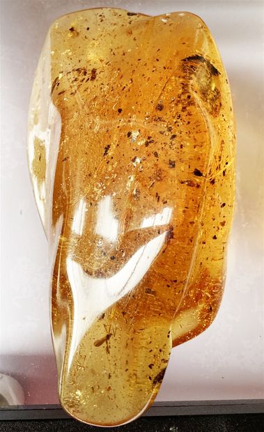 null 
Important young amber with inclusions of insects: termite, female mosquito,...
