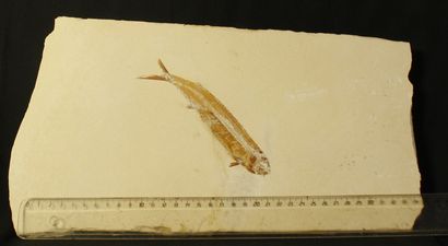  Fossil fish : Eubiodectes libanicus- In Nammoura (Jbeil- Mount Lebanon) :15,5 (21x35)cm...