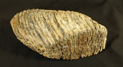 Important fossil mammoth molar with its root:...