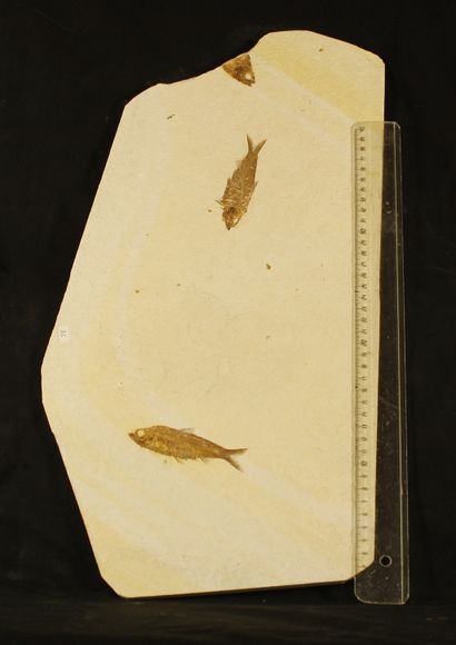 Plate of 2 fossil fishes and a fish head...