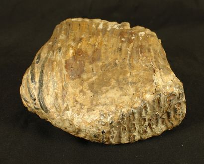  Molaire de mammouth fossile avec sa racine...