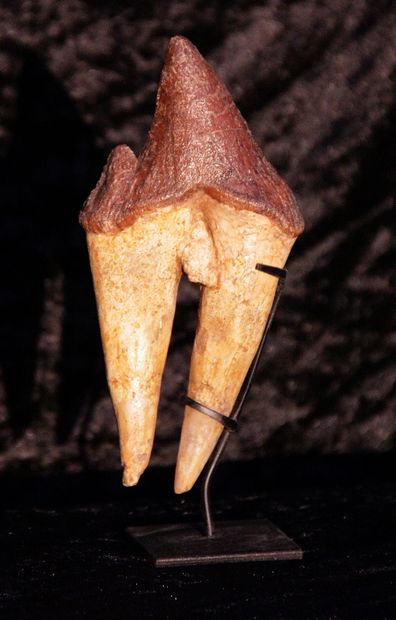 null 
Molar of archaeocete of the family Pappocetus (legged whale).
Priabonian about...