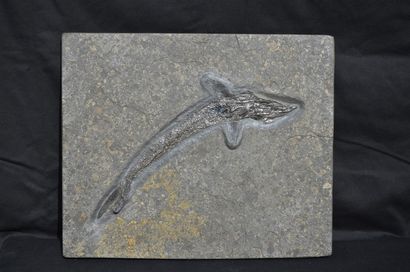 null 
Fossil fish: Pachycormus Sp. Mesozoic Era, Lower Jurassic (182 million years...