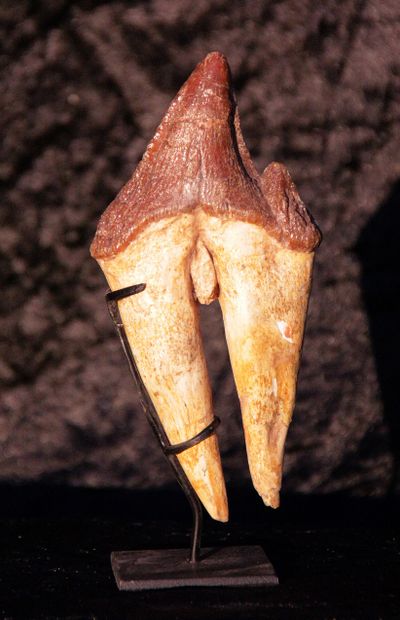 
Molar of archaeocete of the family Pappocetus...