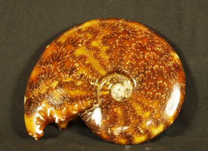 null Ammonite polie: Desmoceras Cretaceus, provenant de Mahajanga, Madagascar. Crétacé,80-100millions...