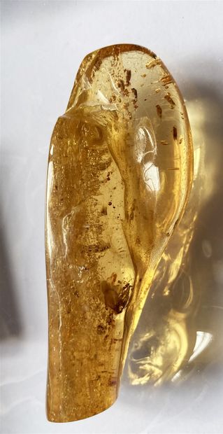 null 
Amber with inclusions of several cockroaches and moth. 

Northern Madagascar,...