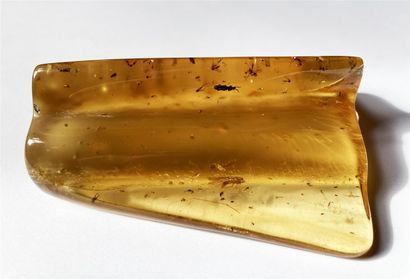 null 
Superbe et important ambre jeune avec inclusions d’insectes : mouches, moustiques,...