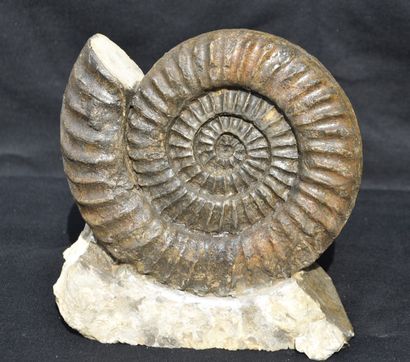 Ammonite: Arietes sp. Bahlingen, Germany,...