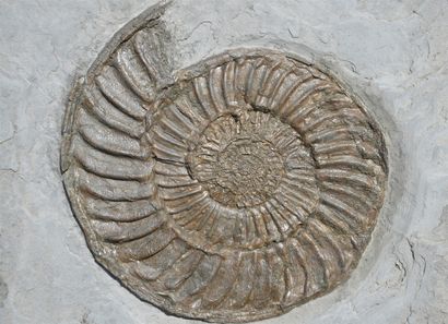null Ammonite : Arietes sp. Sommerset, Watched, England, Jurassic, Sinemurium, 195...