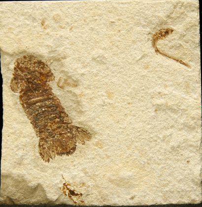  Scyliaridae and Penaeus aramburgi from Hakel (Jbeil - Mount Lebanon) : 3.5 and 4.5...