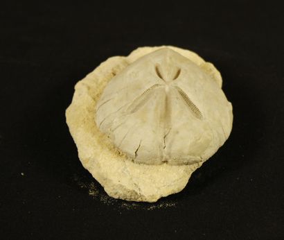 null Oursin fossile : Schizaster parkinsoni, Defrance 1835. Loxer globigerina Limestone...