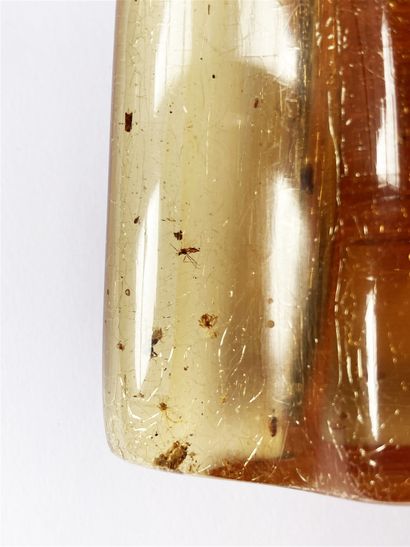 Young amber with inclusions of insects: fly,...