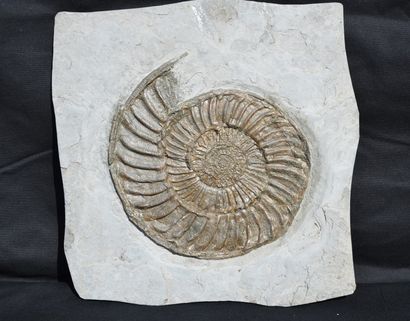 null Ammonite : Arietes sp. Sommerset, Watched, England, Jurassic, Sinemurium, 195...