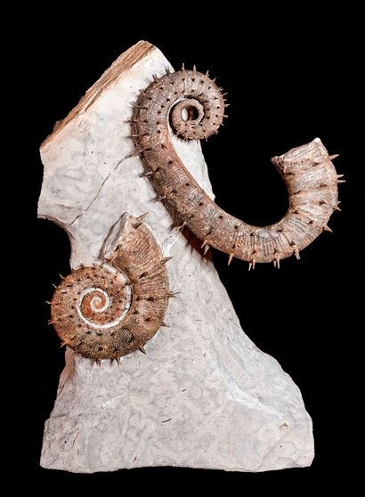  Block of two unrolled ammonites from Provence : Acrioceras puzosianum and Crioceras...