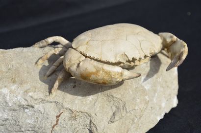 null 
Fossil crab. Harpactocarcinus Quadrilobata. Tertiary Era, Eocene (about 50...