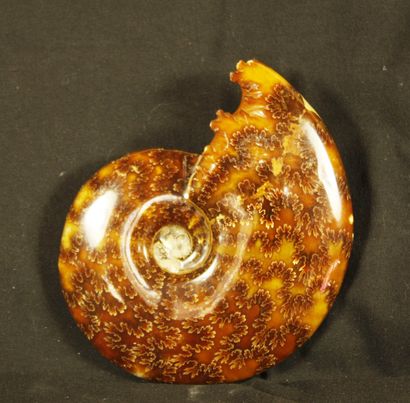 Polished ammonite: Desmoceras Cretaceus,...