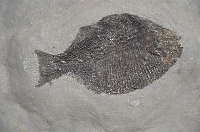 null Fossil fish : Dapedium caclatus. Holzmaden, Germany, Lias epsilon, Jurassic,...