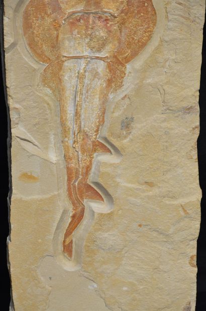 null 
Raie fossile: Rhinobatos Maronita. Mésozoïque, Crétacé, Cénomanien (il y a...