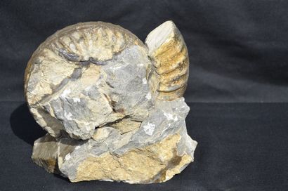 null Ammonite: Arietes sp. Bahlingen, Germany, Jurassic, Sinemurium, 175 million...