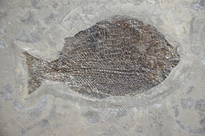 null Fossil fish : Dapedium caclatus. Holzmaden, Germany Lias epsilon, Jurassic,...