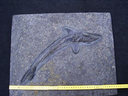  Poisson fossile: Pachycormus Sp. Ere mésozoïque,...