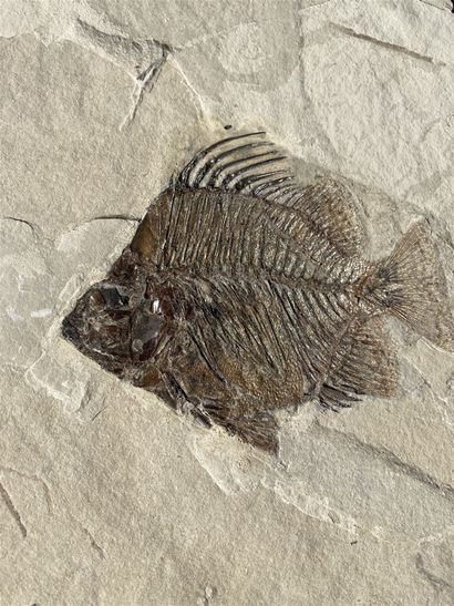 
Fossil fish: Eoscatophagus Frontalis. Tertiary...