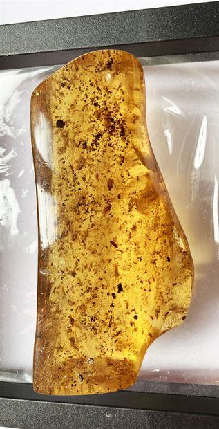  Important young amber with inclusions of insects: ants, winged insects. Northern...