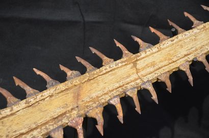  Rostrum of sawfish. Rostrum Onchopristis Numidus. Mesozoic, Cretaceous, Albian (about...