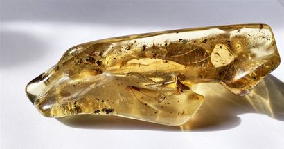 null 
Important young amber with inclusions of insects: winged termites, diptera....