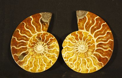 null 
Ammonite sciée polie : Desmoceras Cretaceus, provenant de Mahajanga, Madagascar....