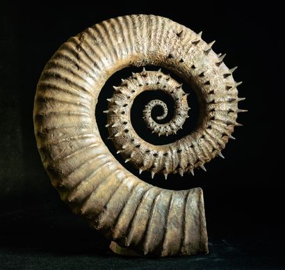null 
Unrolled ammonite with spines presented out of rock matrix. Gassendiceras alpinum....