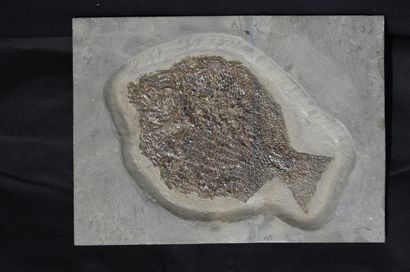 null Poisson fossile : Dapedium caclatus. Holzmaden, Allemagne Plaque : 38,8X28,3cm...