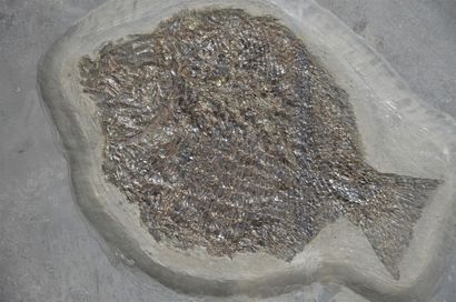 Poisson fossile : Dapedium caclatus. Holzmaden,...