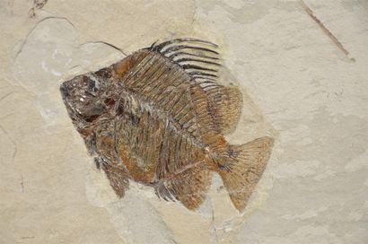 null 
Fossil fish: Eoscatophagus Frontalis. Tertiary Era, Middle Eocene, Ypresian...