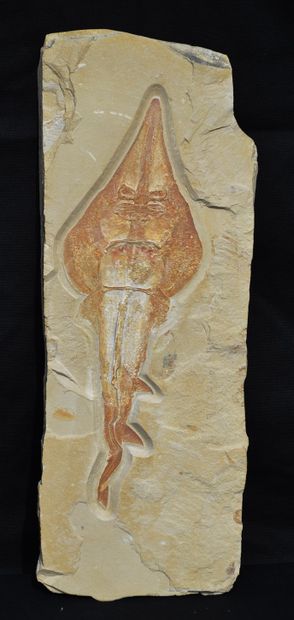 null 
Fossil ray: Rhinobatos Maronita. Mesozoic, Cretaceous, Cenomanian (about 95...