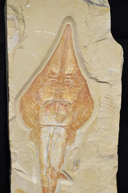 null 
Raie fossile: Rhinobatos Maronita. Mésozoïque, Crétacé, Cénomanien (il y a...