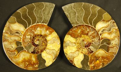 null 
Ammonite sciée polie : Desmoceras cretaceus, provenant de Mahajanga, Madagascar....