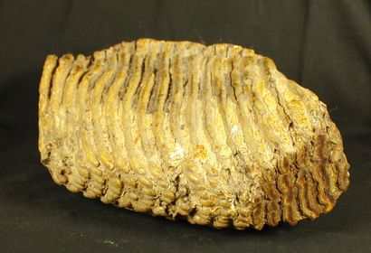null Importante Dent de mammouth, Eléphas primigenius. Mer du Nord, pléistocène,20000...