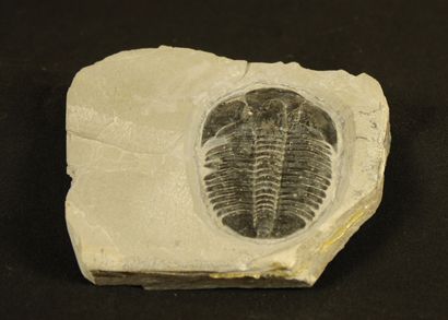 null Trilobite fossile : Elrathiza kingii meek. Cambrien moyen 550 MA, Wheeler Shale...