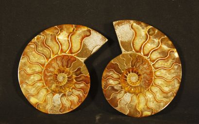  Ammonite sciée polie : Desmoceras Cretaceus, provenant de Mahajanga, Madagascar....