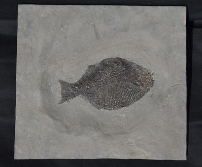  Fossil fish : Dapedium caclatus. Holzmaden, Germany, Lias epsilon, Jurassic, 180...