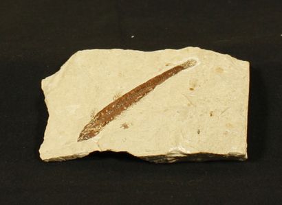  Aphanepygus dorsalis from Hakel (Jbeil- Mount Lebanon) 7 (7x9)cm - This is an archaic...