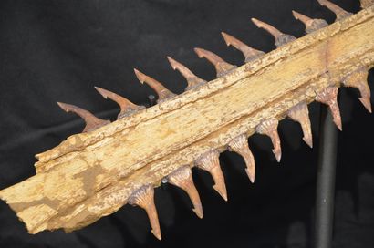  Rostrum of sawfish. Rostrum Onchopristis Numidus. Mesozoic, Cretaceous, Albian (about...