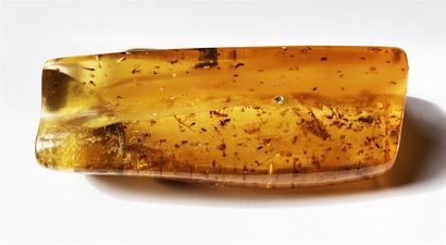  Superb and important young amber with insect inclusions : flies, mosquitoes, cockroach,...