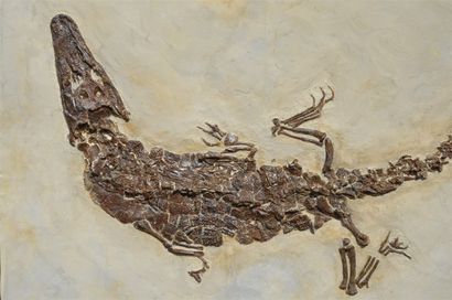  Fossil reptile of a Crocodile, Diplocynodon , semi-aquatic animal. At the end of...