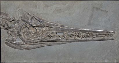 null Skull of ichthyosaur: Stenopterygius megacephalus. Dating from the Mesozoic...