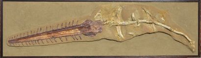 Poisson-scie fossile: Onchopristis Numidus....