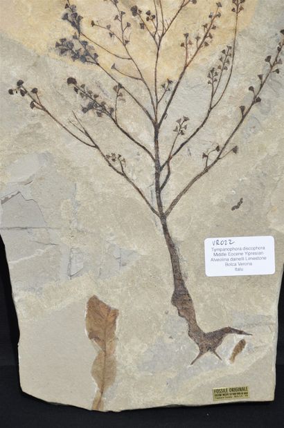  Fossilized plant: Tympanophora discophora. Tertiary Era, Middle Eocene, Ypresian...