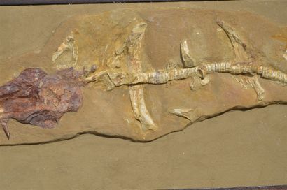 null Fossil sawfish: Onchopristis Numidus. Onchopristis is an extinct genus of giant...